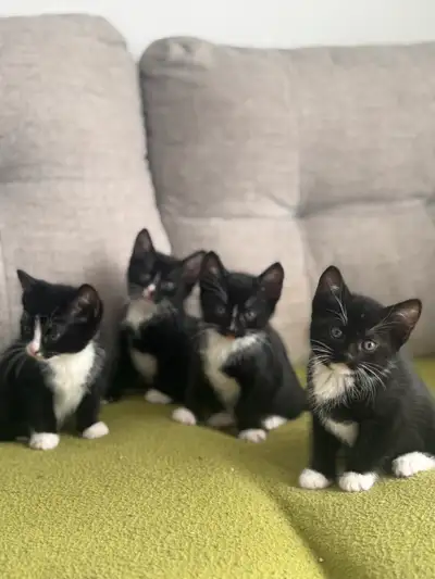 Chatons à vendre, View more