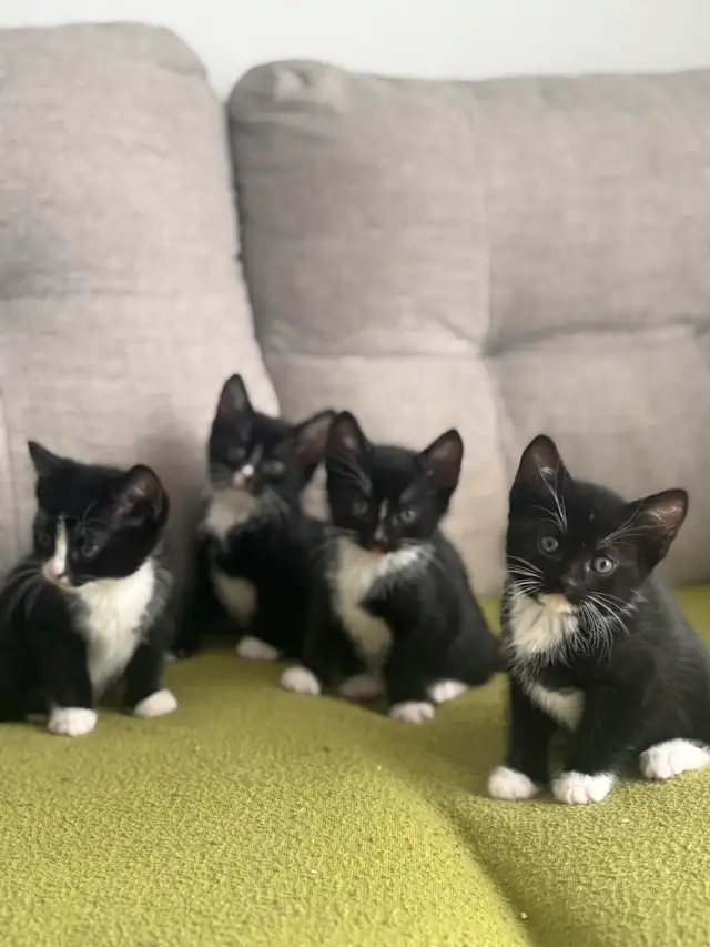 Chatons à vendre in Cats & Kittens for Rehoming in Victoriaville - Image 2