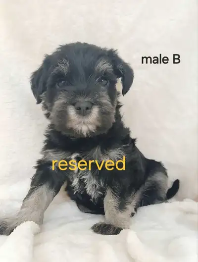 Miniature Schnauzer , View more