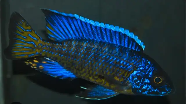 lots of new fish in stock African cichlids fish! in Fish for Rehoming in Mississauga / Peel Region - Image 6