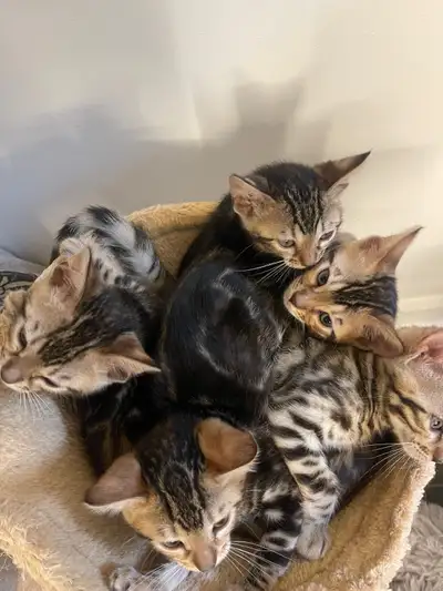 Bébé bengal nee le 25 mars 2025 Parents enregistrés tica 4502752805 Laurentides