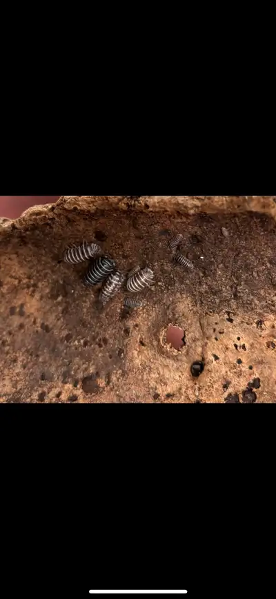zebra isopods, View more