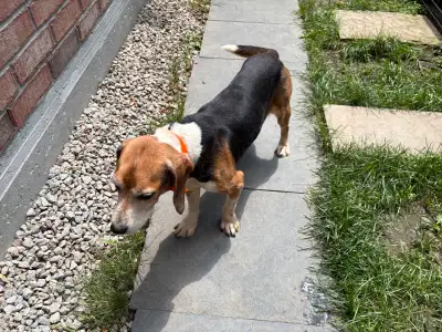 beagles looking for new home , View more