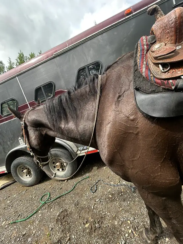 black 16.3hh ottb gelding in Horses & Ponies for Rehoming in Quesnel - Image 3