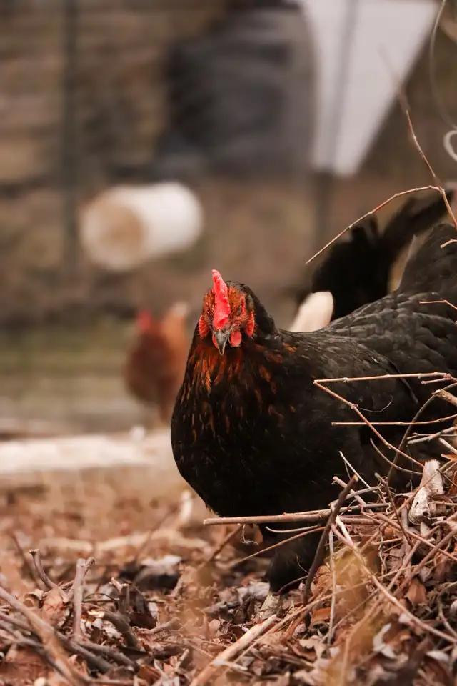 We Offer A Forever Home For Livestock in Livestock in Hamilton - Image 4