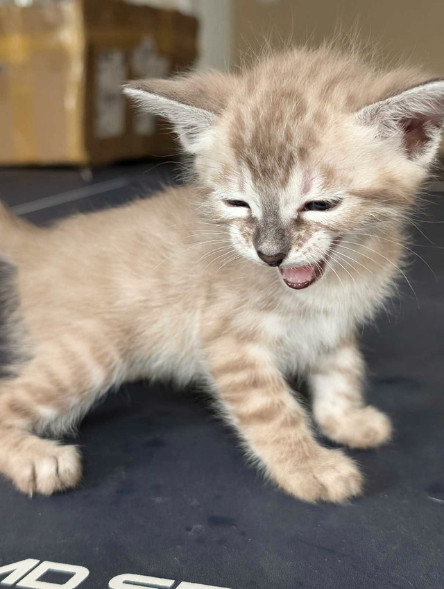 TICA Snow Bengal kittens available in Cats & Kittens for Rehoming in Moncton
