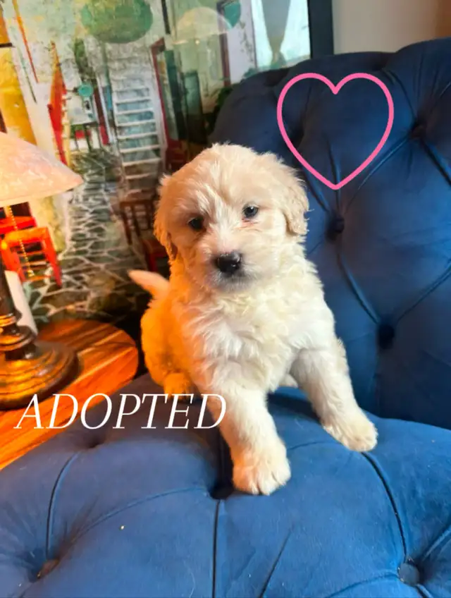 ALL ADOPTED White German Shepherd golden doodle puppies in Dogs & Puppies for Rehoming in Laval / North Shore - Image 11