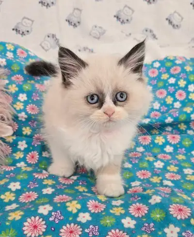 Non-standard Munchkin Kittens, View more