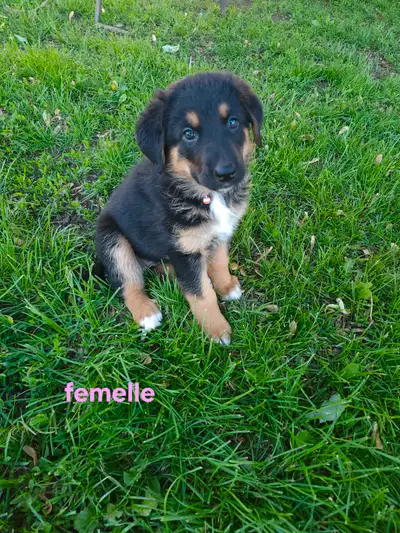 1 femelle disponible sommes rendu a 7 semaines belle portée Molly a eu 9 bebes,né le 18 avril maman...