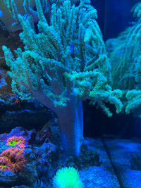 Green Nepthea Leather Coral