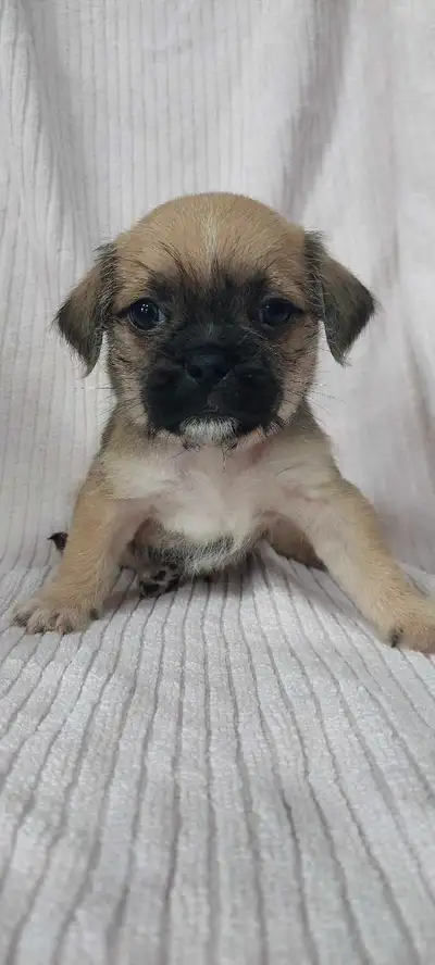 Pug mix puppies, View more