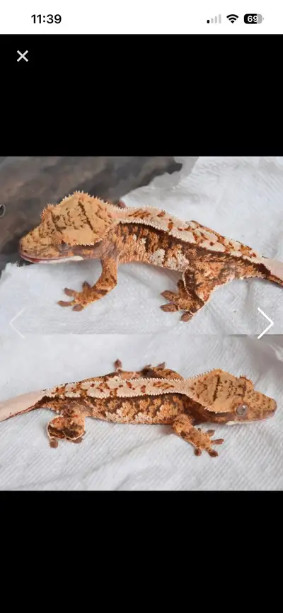 crested gecko male nice tri!, View more