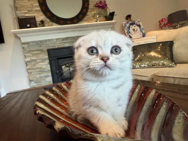 ❤️❤️Cute Purebred British/Scottish shorthair kittens in Cats & Kittens for Rehoming in City of Toronto - Image 7