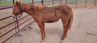 Yearling filly