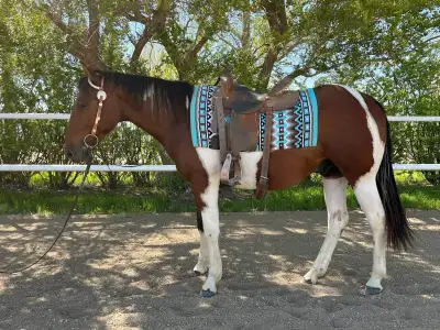 2023 APHA gelding, View more