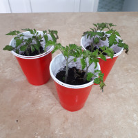 Plants de tomates cerise (5 $ = 2 plants)