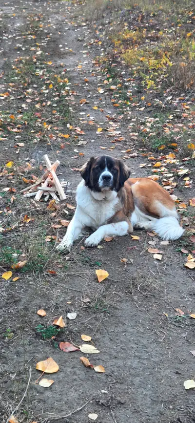 Amazing farm/ coyote dog !, View more