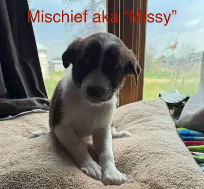 Border Collie puppies for sale, View more
