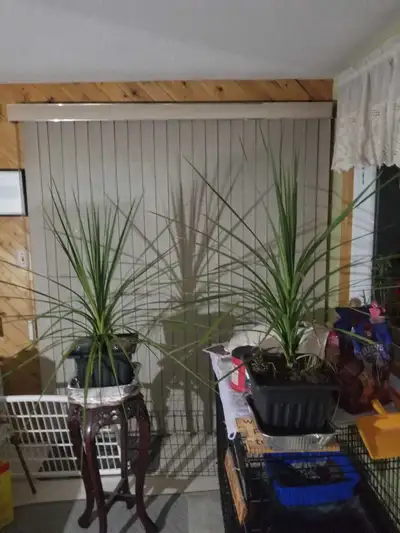 Dracaena Marginata Houseplants, View more