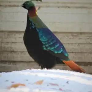 Exotic Waterfowl and Pheasants, View more