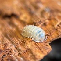Cristarmadillidium Muricatum “Pineapple” Isopods Victoria British Columbia Preview