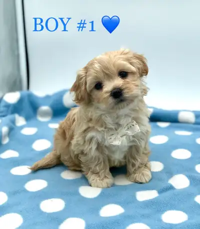 Teddy Bear SHICHON PUPPIES!!, View more
