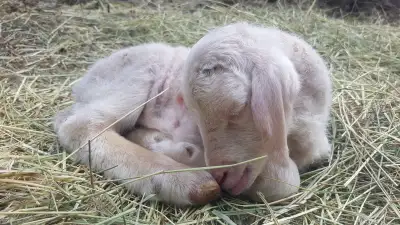 Purebred East Fresian Lambs, View more