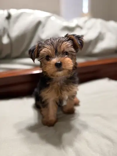 11 weeks old and ready to go to his new home! ❤️ Absolutely adorable, and super playful, great with...