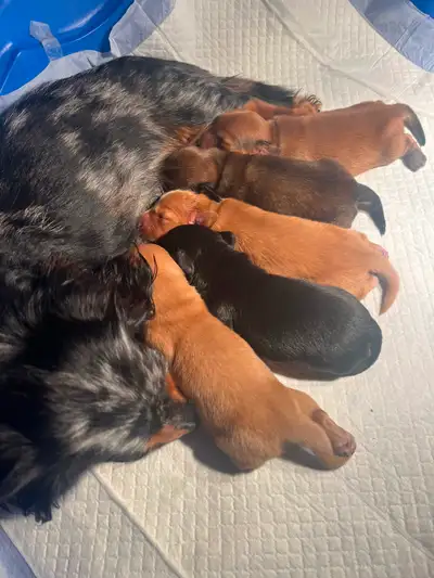 Beautiful Long Haired Mini Dachshund Puppies, View more