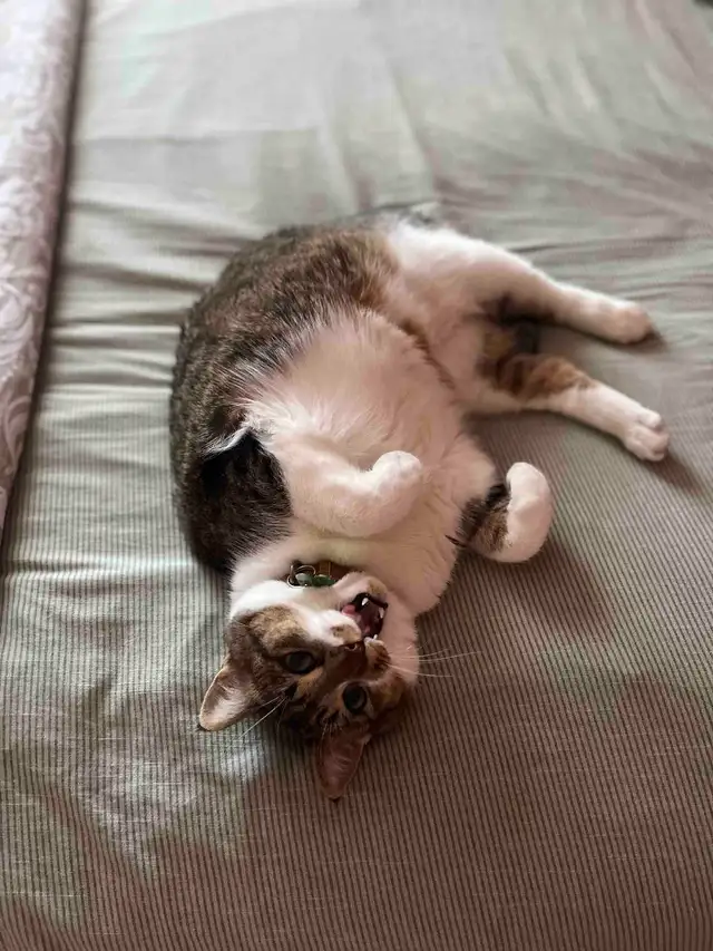 Missing Cat - MacEwan SW (Edmonton) dans Animaux perdus/trouvés dans Ville d’Edmonton - Image 7