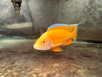 *STUNNING* Albino Eureka Red Cichlid juvis