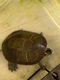 turtle male