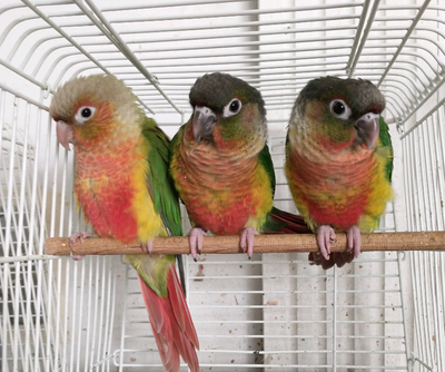 High red baby Greencheek Conures, View more