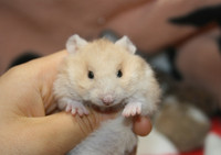 adorable chunky ethically bred hamsters