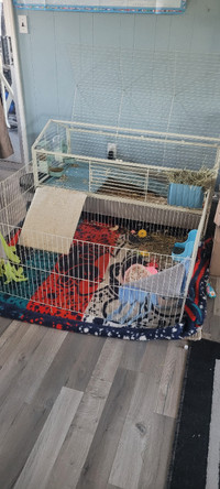 2 female guinea pigs for rehoming