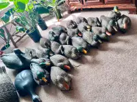 Backpack Hunting blind and Decoys