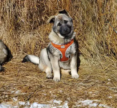 Purebred Norwegian Elkhound Puppies! Born November 26,2024 One female left! Vet checked and vaccines...