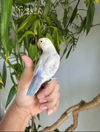 Fischer lovebirds baby, View more