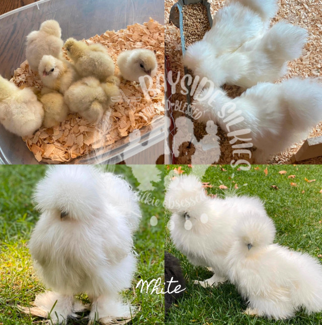 SOLD Fluffy & quality purebred bantam Silkie  chicks in Livestock in Barrie