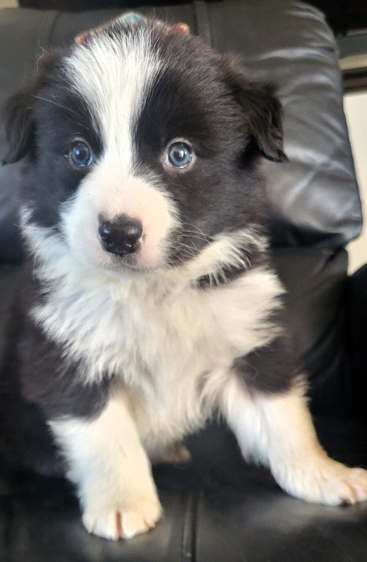 Border Collies and Borden puppies up for adoption adoption in Dogs & Puppies for Rehoming in City of Halifax - Image 2