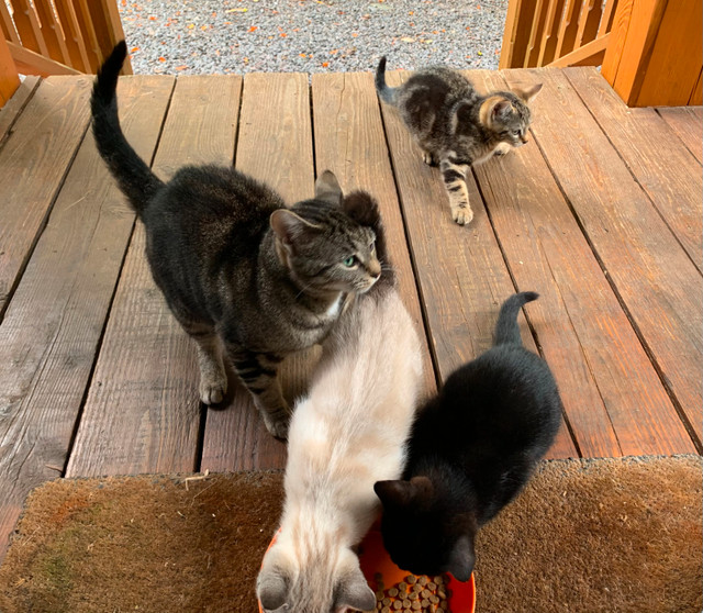 Chatons 13 semaines  a donner. dans Autre  à Shawinigan