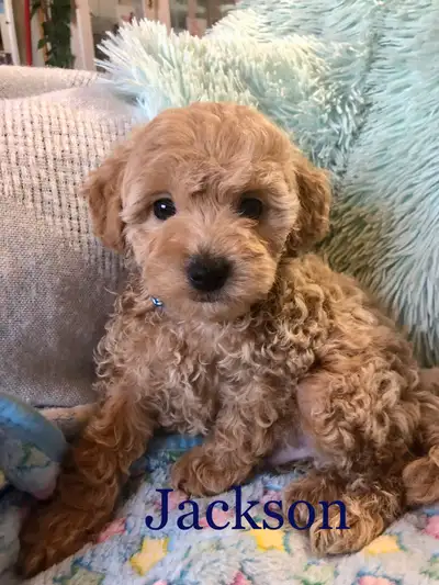 ❤️Havapoos ❤️, View more