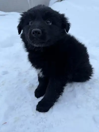 Black German Shepherd Puppy, View more