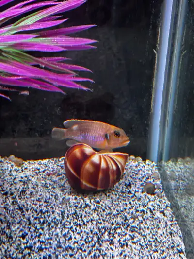 Gold Ocellatus x3, View more
