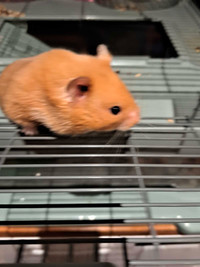 Cute hamster for sale