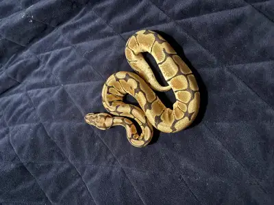 Beautiful 1-year-old Ball Python looking for a new home. Healthy, active, and feeding well on small...
