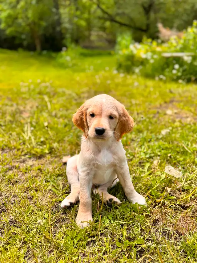 Spangold Retriever -Golden Retriever X English Springer Spaniel in Dogs & Puppies for Rehoming in Vernon - Image 8