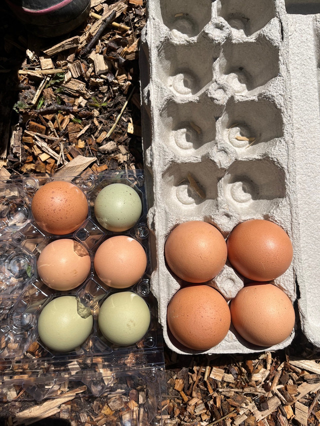 Chickens (Brown Layers) in Other in Oakville / Halton Region - Image 2