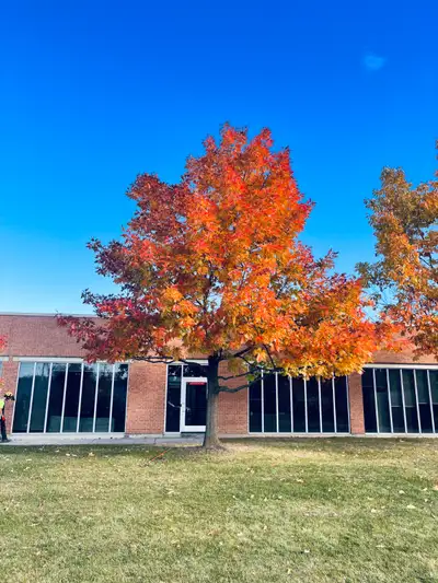 Brantford & Brant Tree Services, View more