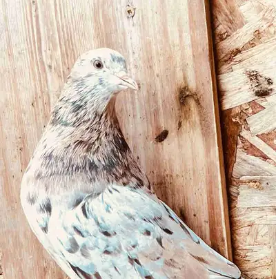 Iranian male pigeon (almond, View more